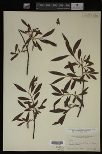 Salix drummondiana image