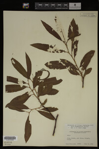 Image Associated With the Occurrence