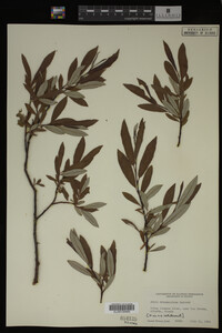 Salix drummondiana image
