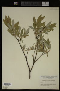 Image Associated With the Occurrence