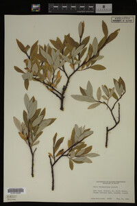 Salix drummondiana image