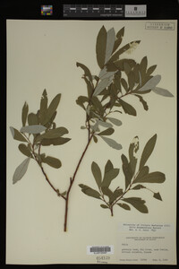 Salix drummondiana image
