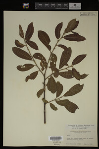 Salix drummondiana image