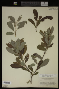Salix drummondiana image