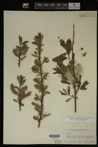 Salix drummondiana image