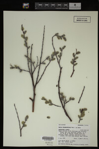Salix drummondiana image