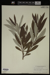 Image Associated With the Occurrence