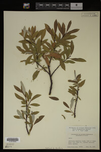 Salix drummondiana image