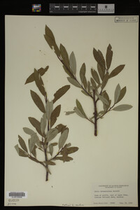 Salix drummondiana image