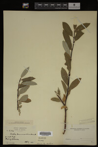 Salix drummondiana image