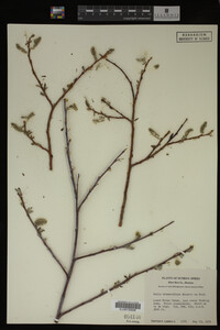 Salix drummondiana image