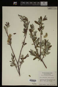 Salix drummondiana image