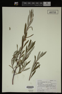 Salix drummondiana image