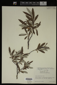 Salix drummondiana image