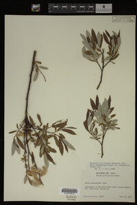 Salix drummondiana image