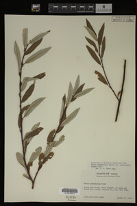 Image Associated With the Occurrence