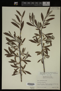 Salix drummondiana image