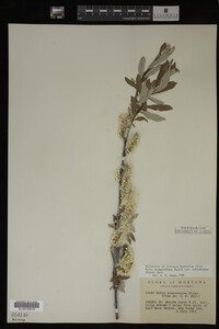 Salix drummondiana image