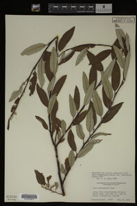 Salix drummondiana image