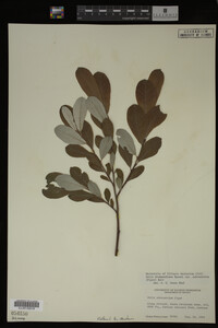 Salix drummondiana image