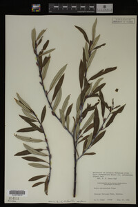 Salix drummondiana image