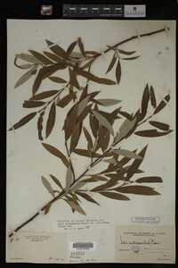 Image Associated With the Occurrence