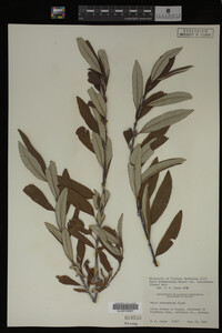 Salix drummondiana image
