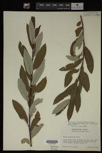 Salix drummondiana image