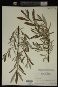 Salix drummondiana image