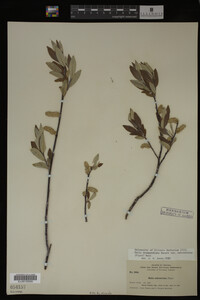 Salix drummondiana image