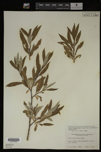 Image Associated With the Occurrence