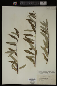 Salix drummondiana image