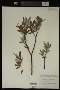 Salix drummondiana image