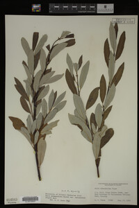 Salix drummondiana image