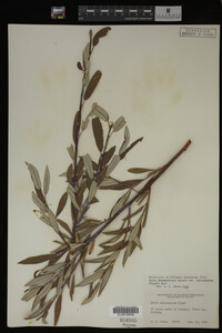 Salix drummondiana image