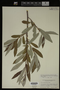 Salix drummondiana image
