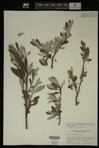 Salix drummondiana image