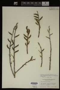 Salix drummondiana image