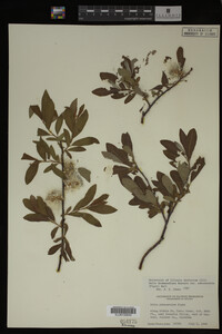 Salix drummondiana image