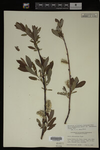 Salix drummondiana image