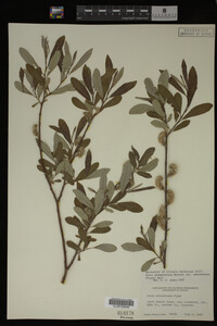 Salix drummondiana image