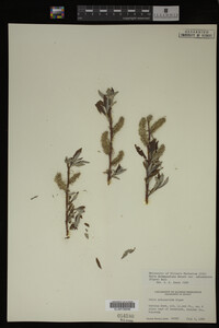 Salix drummondiana image