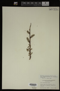 Salix drummondiana image