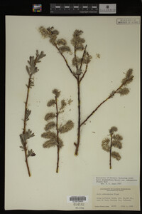 Salix drummondiana image