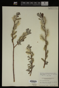 Salix drummondiana image