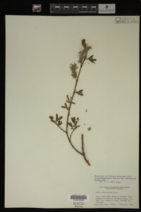 Salix drummondiana image