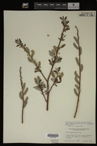 Salix drummondiana image