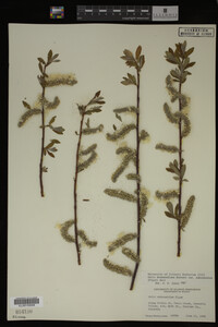 Salix drummondiana image