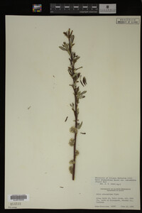 Salix drummondiana image