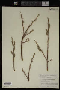 Salix drummondiana image
